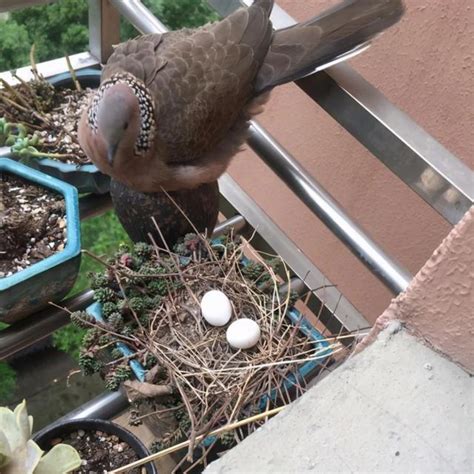 斑鳩築巢下蛋風水|【斑鳩風水】斑鳩風水大解析！飛進家裡竟是好兆頭？。